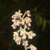 Blumea hieraciifolia var. flexuosa (C.B.Clarke) Randeria